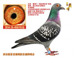 張根林最新鑒鴿，探索鑒鴿新境界