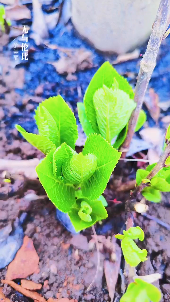 關(guān)于小草的奇妙世界，探索最新地址的無限可能