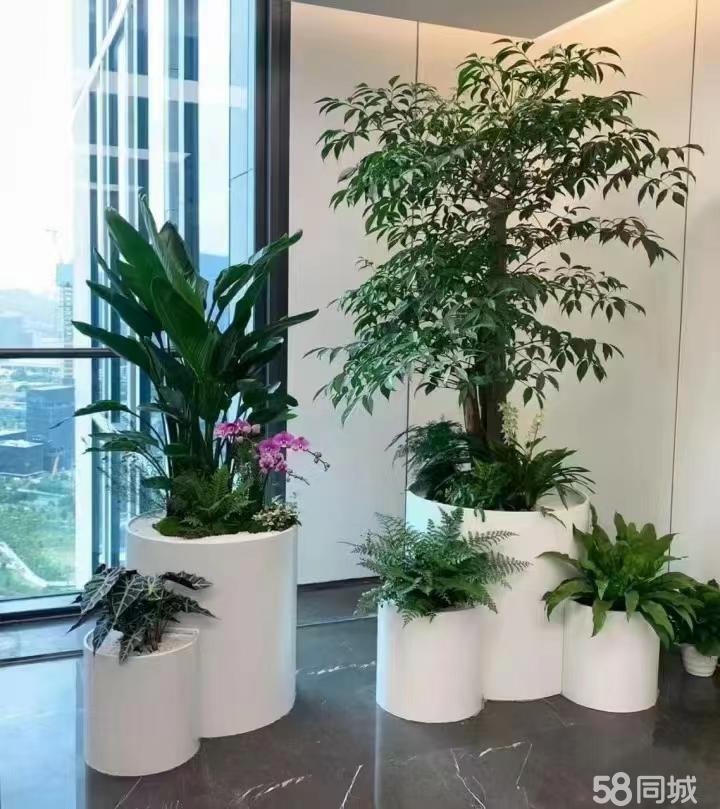 最新招聘，室內(nèi)植物養(yǎng)護(hù)專(zhuān)家